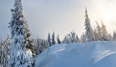 Daytime landscape with winter forest in a mountain valley  Carpathians, Ukraine, Europeの写真素材