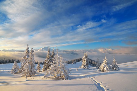 Sunny winter morning in a mountain valley  Coniferous forest under the fresh snow  Carpathians, Ukraine, Europeの写真素材