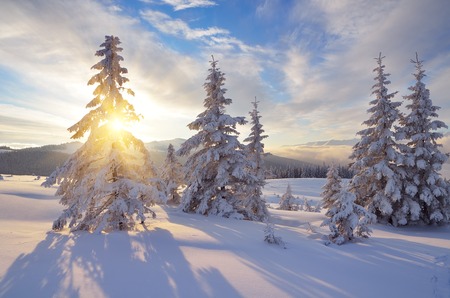 Snowy mountain forest  Winter landscape a sunny day  Carpathians, Ukraine, Europeの写真素材