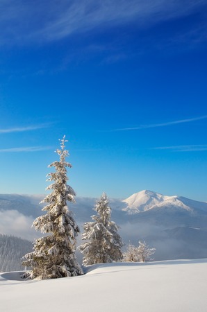 Winter landscape with snow covered trees in a mountain valley  Carpathians, Ukraine, Europeの写真素材
