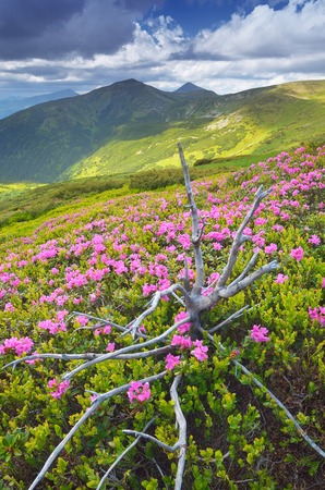Mountain landscape with flowering rhododendron  Beautiful pink flowers  Carpathians, Ukraine, Europeの写真素材