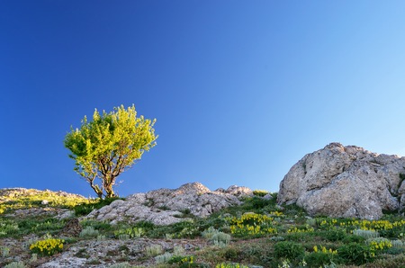 Spring landscape with a tree on a clear blue sky の写真素材