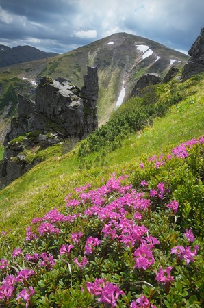 Lush pink rhododendron bushes  Mountain landscape with beautiful summer flowers  Carpathians, Ukraineの写真素材