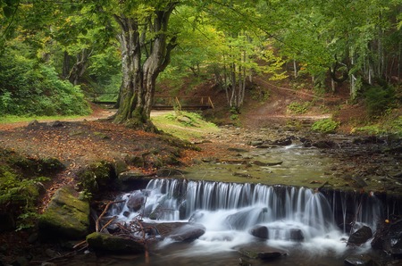 Summer landscape with a beautiful beech forest  Mountain stream with cascades  Carpathians, Ukraine, Europeの写真素材