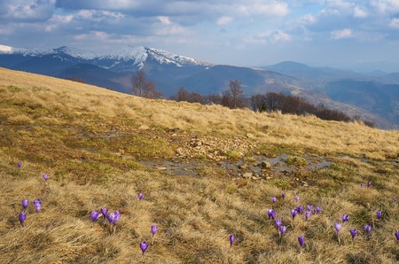 Mountain landscape with flowers of crocus  Early spring in the mountains  Carpathians, Ukraine,...