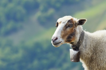 Portrait of a mountain sheep with a bell around his neck  Sheep in the Carpathiansの写真素材