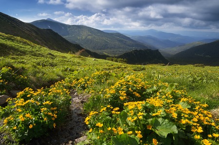 Summer landscape with yellow flowers in a mountain valley  Carpathians, Ukraine, Europeの写真素材