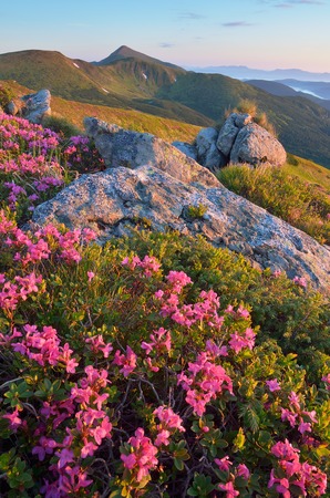 Summer landscape in the mountains  Meadow with flowering rhododendron  Beautiful pink flowers in the morning sun  Carpathians, Ukraine, Europeの写真素材