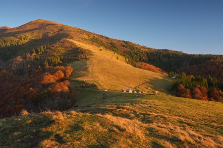 Autumn landscape in the mountains  Evening light of the setting sun on the mountain meadows  Beautiful trees in fall colors  Carpathians, Ukraine, Europeの写真素材