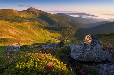 Mountain landscape on a sunny morning in the mountains  Blooming rhododendron bush in the sun  Pink flowers  Carpathian mountains, Ukraine, Europeの写真素材