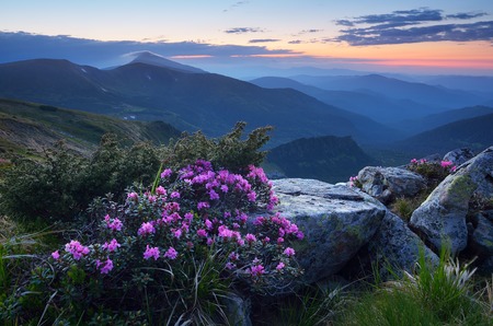 Landscape in the early morning  Predawn twilight in the mountains  Blooming rhododendron bush  Pink flowers  Carpathians, Ukraine, Europeの写真素材