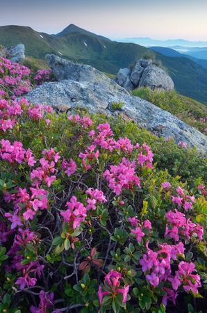 Glade blooming rhododendrons in the mountains  Pink flowers at dawn  Carpathian mountains, Ukraineの写真素材