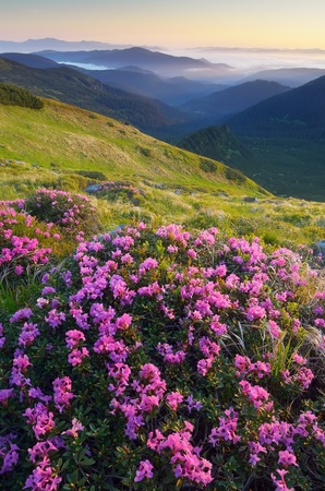Glade blooming rhododendrons in the mountains  Summer dawn  Carpathian mountains, Ukraineの写真素材