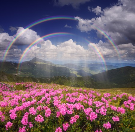 Summer landscape with a rain and a rainbow  Glade of pink flowers in the mountainsの写真素材