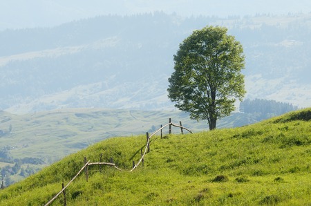 Summer landscape with a fence and a lone tree on a hill  mountain Village の写真素材