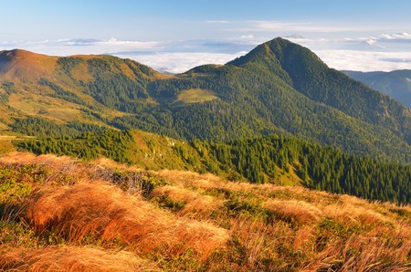 Autumn landscape with mountains and pine forest  Golden grass