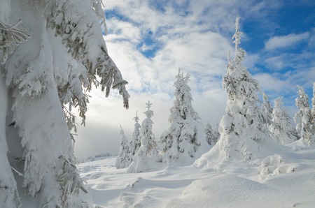 Winter landscape with pine forest under snowの写真素材