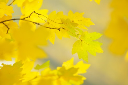 Branch of autumn maple leaves  Seasonal background for designの写真素材