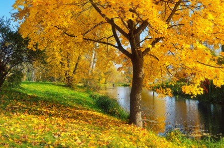 Sunny autumn day  Maple with yellow leaves in pond の写真素材