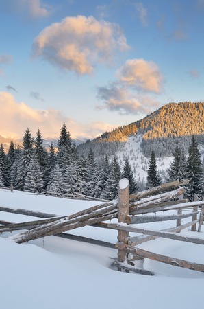 Morning in the mountains  Winter landscape with coniferous forest and wooden fenceの写真素材