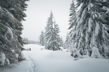 Winter forest in mountains. Snow on the trees. Christmas landscapeの写真素材
