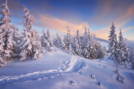 Fir trees under the snow. Mountain forest in winter. Christmas landscape. The path in the snow. Carpathian mountains, Ukraine, Europeの写真素材