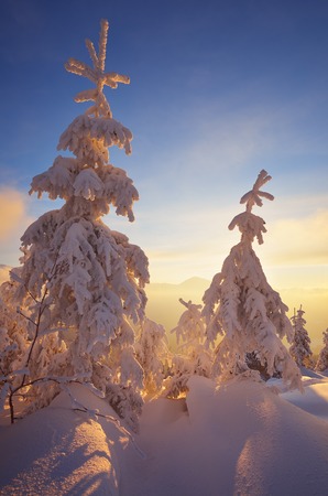 Christmas landscape. Winter forest with snow-covered trees. Beautiful light at sunsetの写真素材