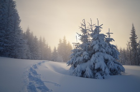 Trail in the snow. Christmas landscape in a mountain forest. Sun shines through the fogの写真素材
