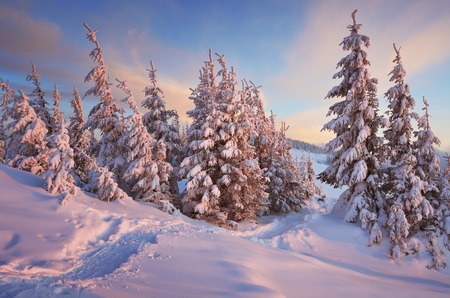 Christmas landscape. Path in winter forestの写真素材