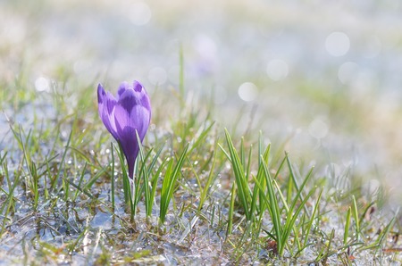 First spring crocus flower in water from melting snow.の写真素材