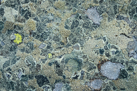 Stone covered with lichen. Natural texture