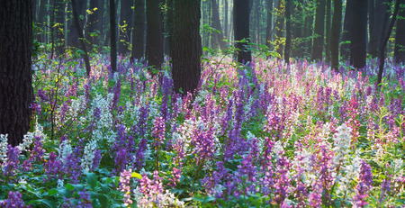 Beautiful spring forest. Blooming flowers primrosesの写真素材