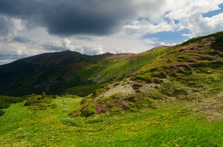 Summer landscape. Sunny day in the mountains. Blooming rhododendron on the mountain slopes. Carpathian Mountains, Ukraineの写真素材