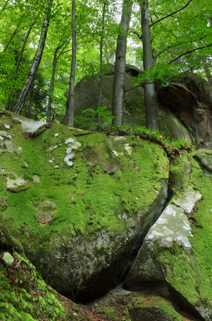 Forest with covered with moss stones. Dreamlike. Beauty in natureの写真素材