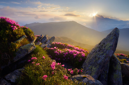 Mountain landscape. Sunlight. Rhododendron flowers. Beauty in natureの写真素材