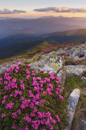 Summer landscape. Flowers in the mountains. Blooming pink rhododendron. An Evening with the light of the setting sunの写真素材