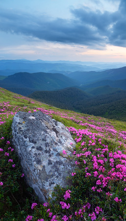 Evening landscape. Rhododendron flowers in the mountains. Vertical panoramaの写真素材
