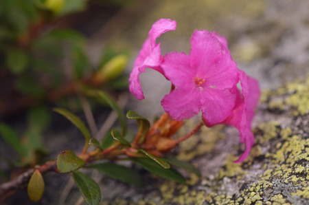 Pink flower. Blooming rhododendron in the mountainsの写真素材