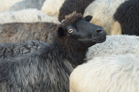 Black sheepの写真素材