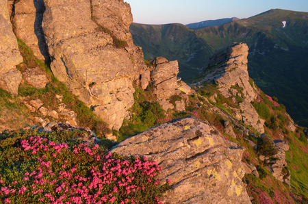 Summer morning in mountains. Rock lit by the sun. Flowers pink rhododendron. Carpathian Mountains, Ukraineの写真素材