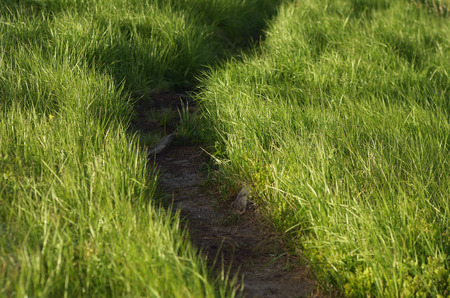 Lush green grass to the footpathの写真素材