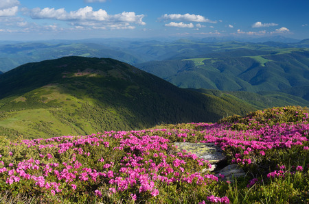 Blossoming rhododendron in mountains. Summer landscape with pink flowers. Sunny day. Carpathian Mountains, Ukraineの写真素材