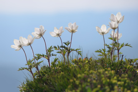 White flowers Anemone patens in a mountain meadowの写真素材