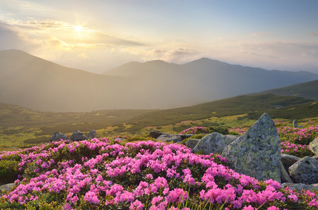 Blossoming rhododendron in mountains. Pink flowers in the sunlight. Morning fogの写真素材