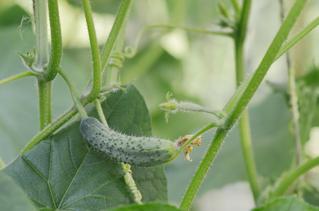 Young cucumber on a branch in the greenhouseの写真素材