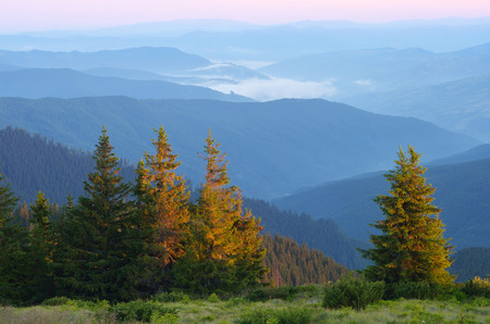 Fir forest in mountains. Morning landscape with fog in the valley. The first rays of the sun. Carpathian Mountains. Ukraineの写真素材