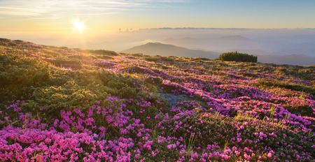 Mountain landscape. Flowers in the light of the sun on the hillside. Blooming pink rhododendron at dawn. Carpathians, Ukraine, Europeの写真素材