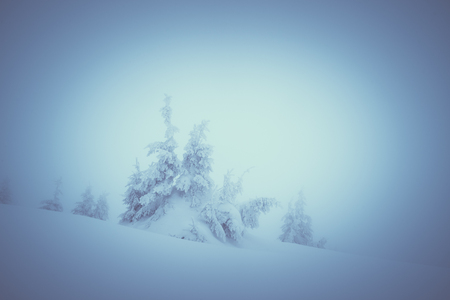 Winter landscape with spruce covered by snow. Christmas view of mystical fog. Color toning. Low contrastの写真素材