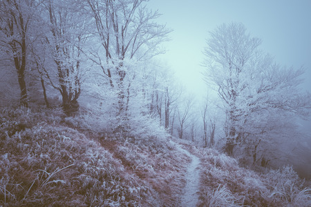 Hoarfrost on trees in a mountain forest. Cloudy day with mist. Color toning. Low contrastの写真素材