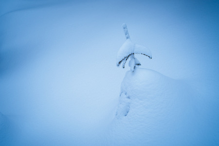 Drifts in the winter woods. Christmas tale. A small tree in the snow. Color toningの写真素材